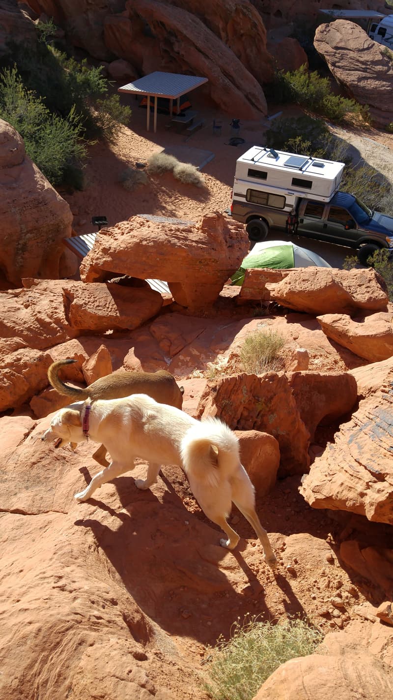 Valley Of Fire With Dogs