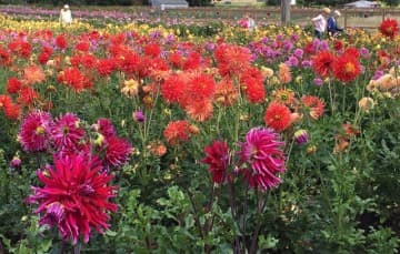 Dahlia-farm-Canby-Oregon