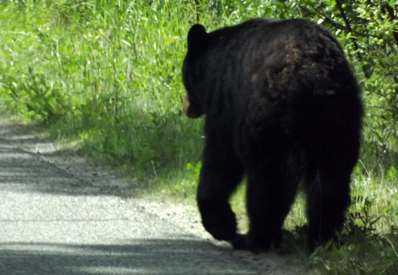 Bear on road near Miette 