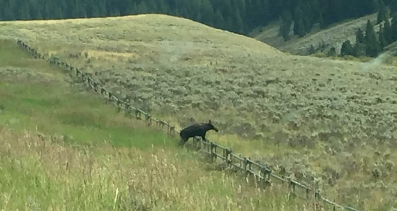 Wyoming Moose Crossing Fence