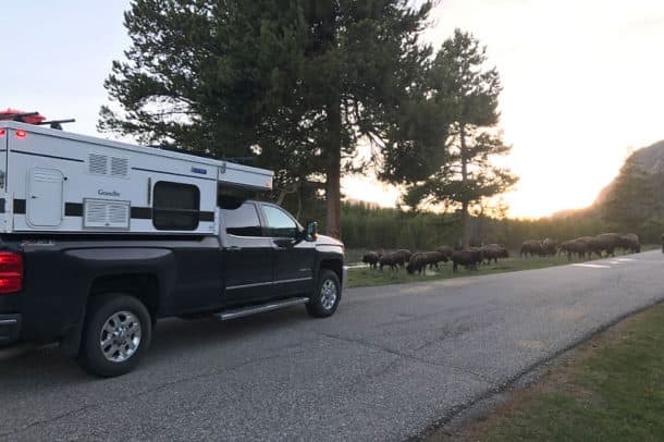 Yellowstone Buffalo