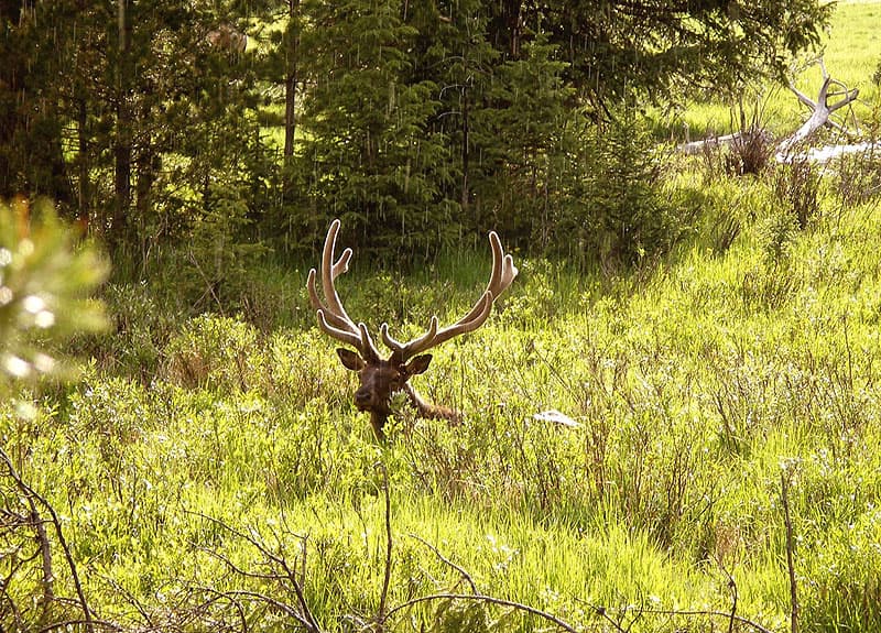 Yellowstone National Park Elk