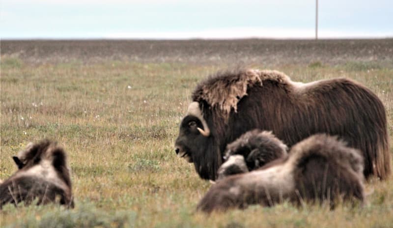 Yukon Musk Ox