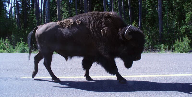 Bison in Yellowstone