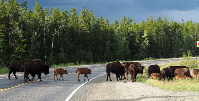 Lots of bison crossing road