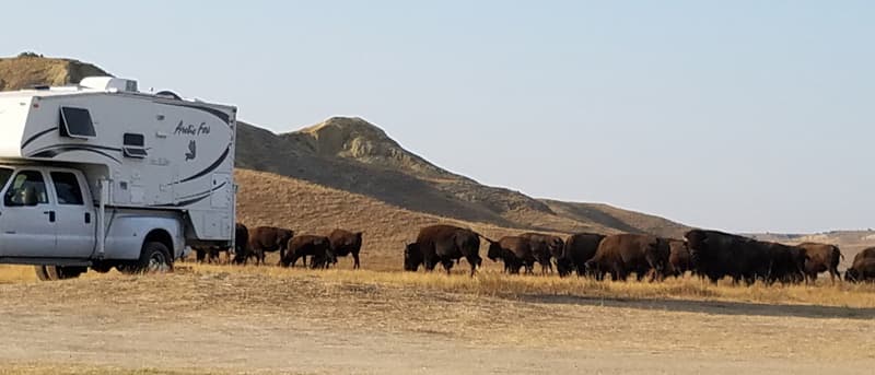 buffalo next to Arctic Fox Camper