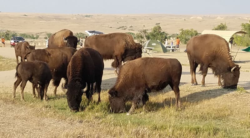 buffalo close to campsite