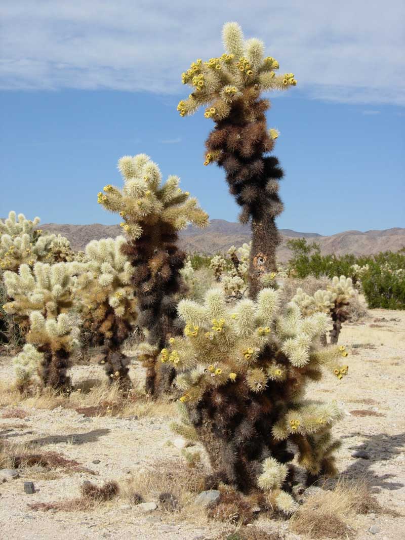 Biting cactus in Joshua Tree National Park