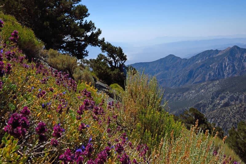 Telescope Peak trail, Death Valley