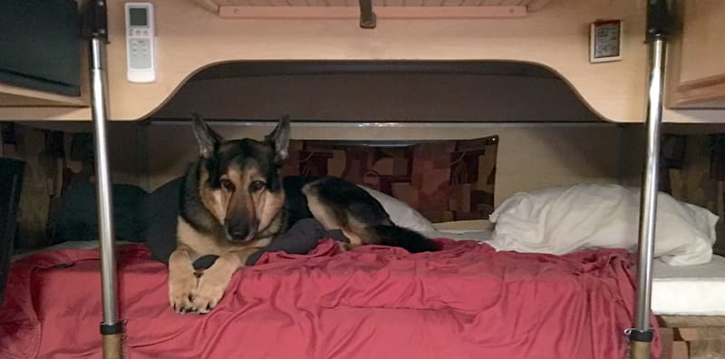 Toby the german shepherd enjoying his Alaskan Camper