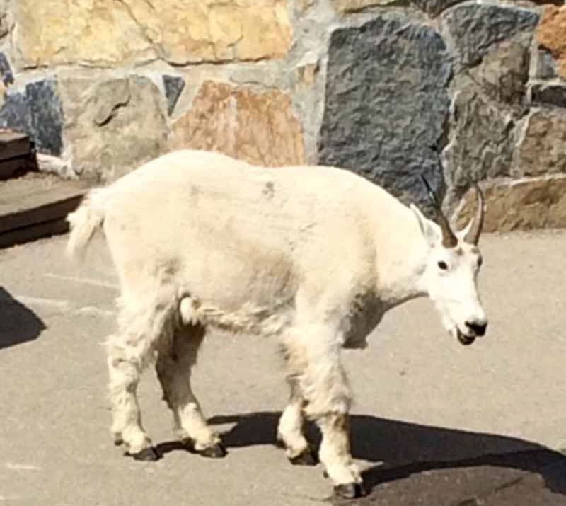 Mountain Goat Logan Pass In Glacier National Park Visconti