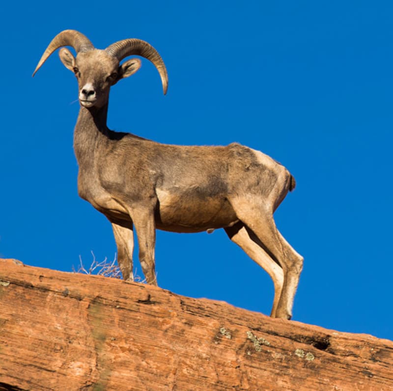 Mountain Goat Valley Of Fire