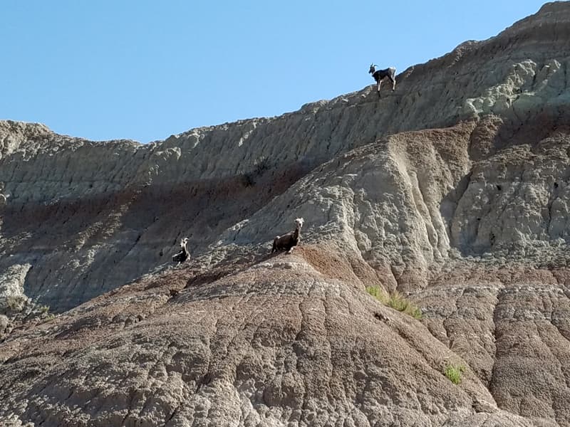 Mountain Goats Black Hills South Dakota