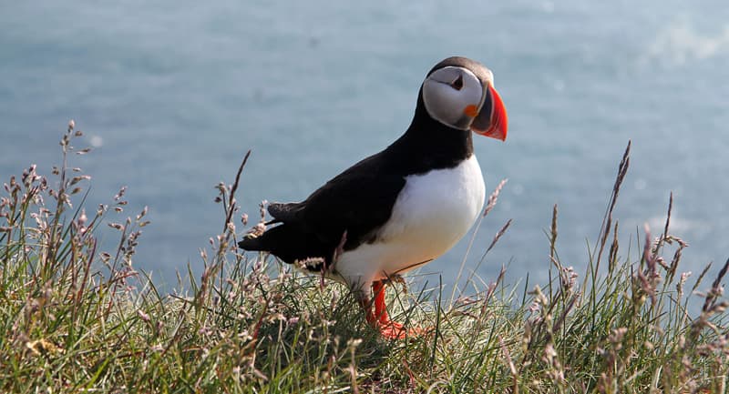 puffin in Iceland