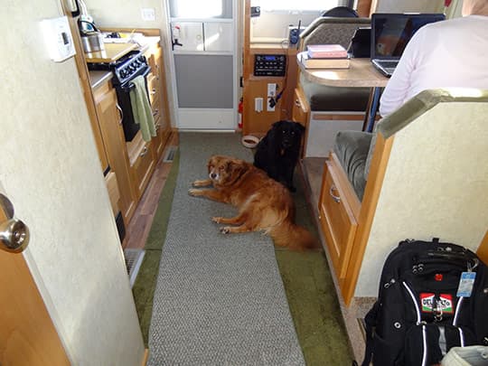 BackyardCamping-DogsLoveCampers