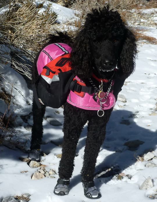 heater-camper-poodle