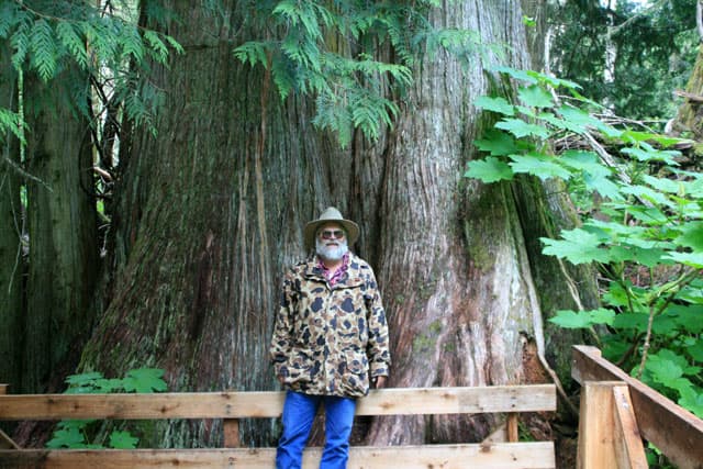 Alaska-Cannonball-Big-Cedar-Tree