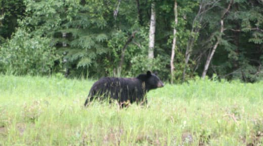 Alaska-Cannonball-First-Black-Bear