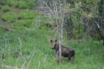 Alaska-Cannonball-Bull-Moose-by-Burns-Lake-BC