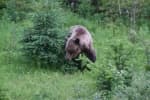 Alaska-Cannonball-Grizzly-Bear