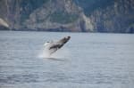 Alaska-On-A-Budget-kenai-fjords-whale