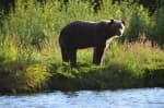 Alaska-On-A-Budget-raft-trip-bear