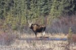 Best-of-Alaska-22-Denali-Hwy-Wildlife