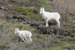 Best-of-Alaska-23-Denali-Hwy-Wildlife