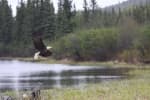 Best-of-Alaska-24-Denali-Hwy-Wildlife