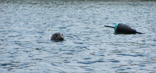 beach-camping-rohan-seal