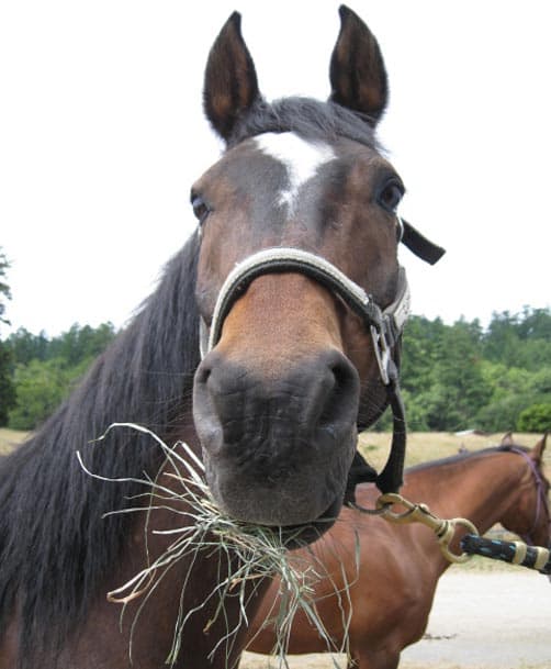 Cazinova nibbling away from a haybag tied to the trailer, Valentine in the background.