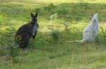 y-Tasmania-kangaroo2