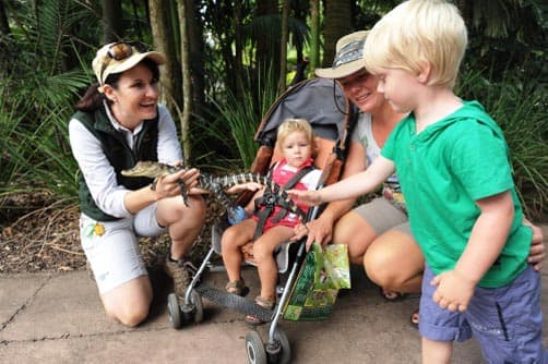 Alligator show