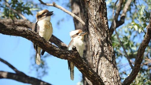 Famous Australian birds: Kookaburras, Rubyvale