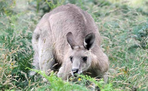 Kangaroo in Geehi in Kosciuszko National Park, New South Wales