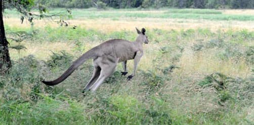 Kangaroo at Geehi in Kosciuszko National Park, New South Wales