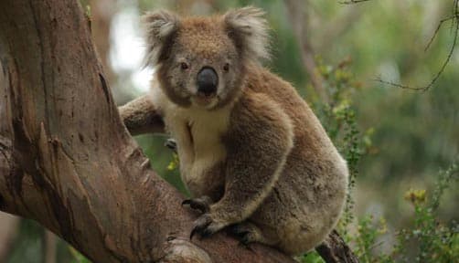 Koala along the great ocean road in Kennett River