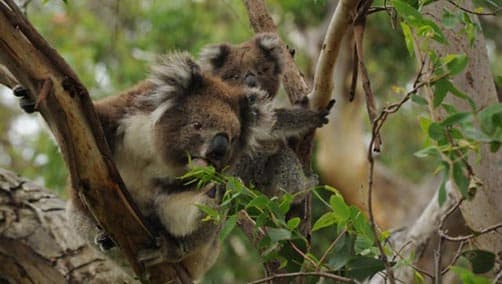 Koala with her young in the tree, Great Otway National Park