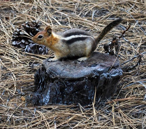 Chipmunk at Newberry National Volcanic Monument
