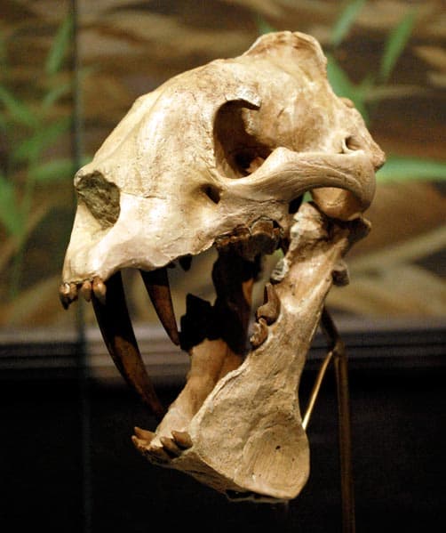 OregonBeyond2-BIG-PaleontologyCenter2