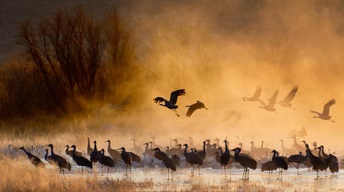 Bosque del Apache, National Wildlife Refuge, New Mexico, Sandhill Cranes