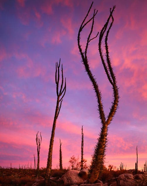 Desierto Central of Baja