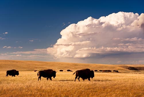 Fort Peck Assiniboine-Souix tribal bison herd