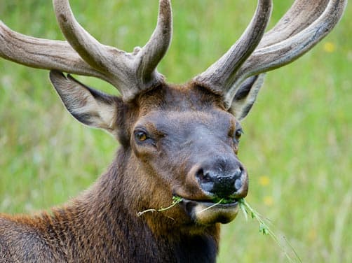 Roosevelt Elk