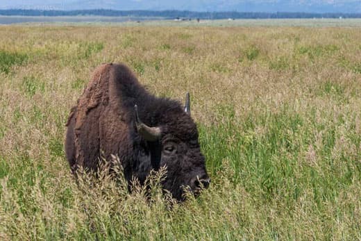 Grand-Teton-National-Park