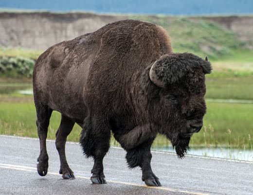 Grand-Teton-National-Park