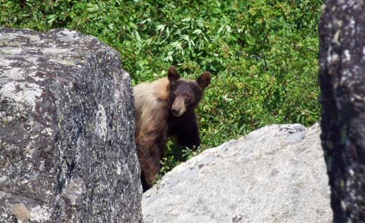 Kings-Canyon-National-Park-bear