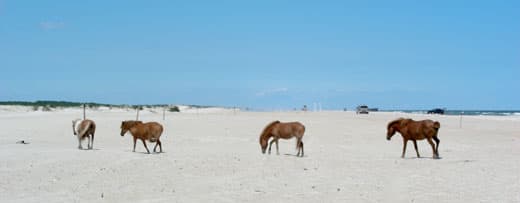 Assateague-Camping-ponies-on-parade