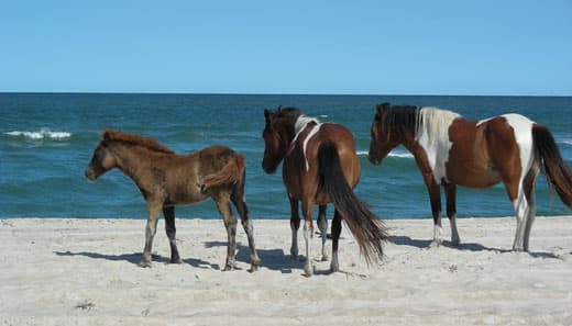 Assateague-Camping-wild-horses