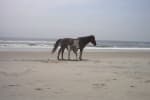 Assateague-Camping-ponies-beach